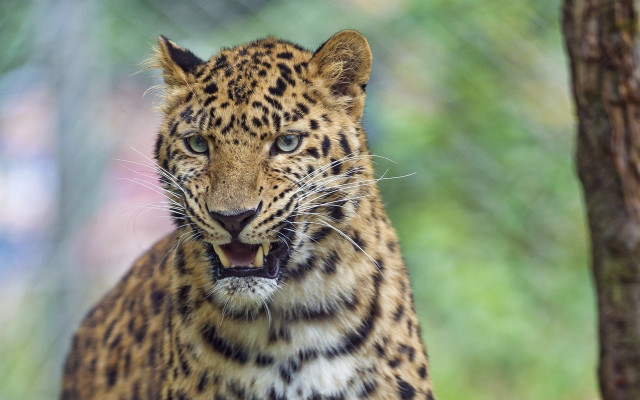 Leopard tree mouth open teeth free wallpaper - medium preview image