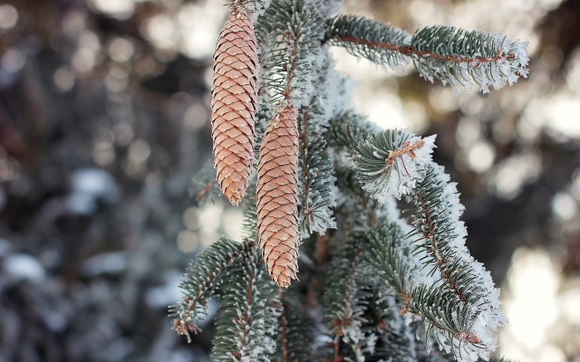 Pine snow branches bokeh naturalism free wallpaper - medium preview image