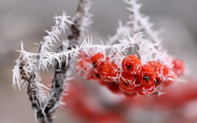 Berries ice red branch macro free wallpaper - medium preview image