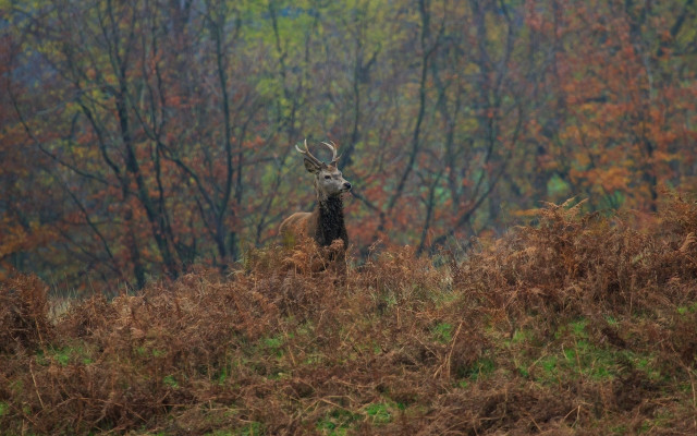 Deer field trees grass leaves free wallpaper - medium preview image