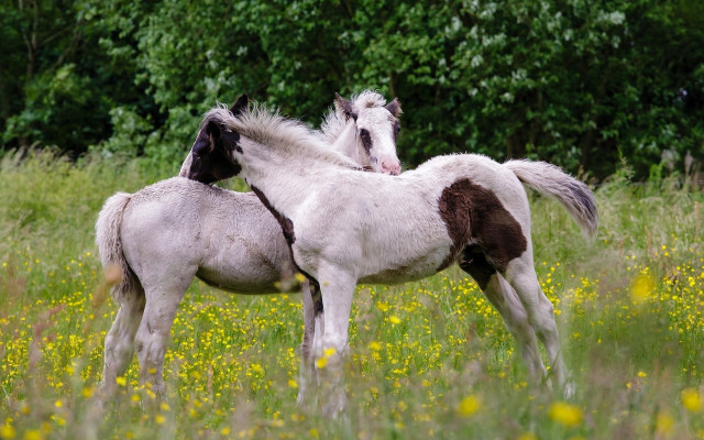 Horses field flowers trees yellow free wallpaper - medium preview image