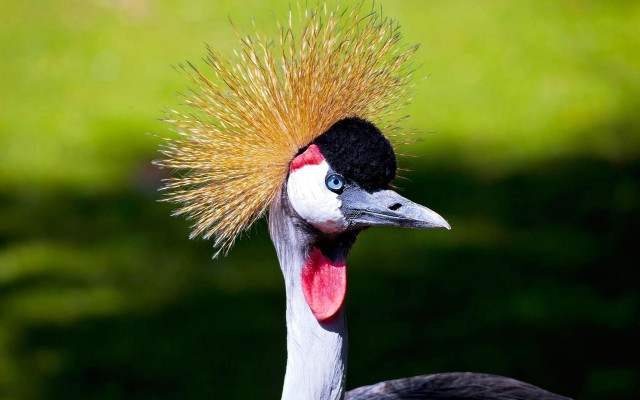 Bird mohawk green background grass free wallpaper - medium preview image