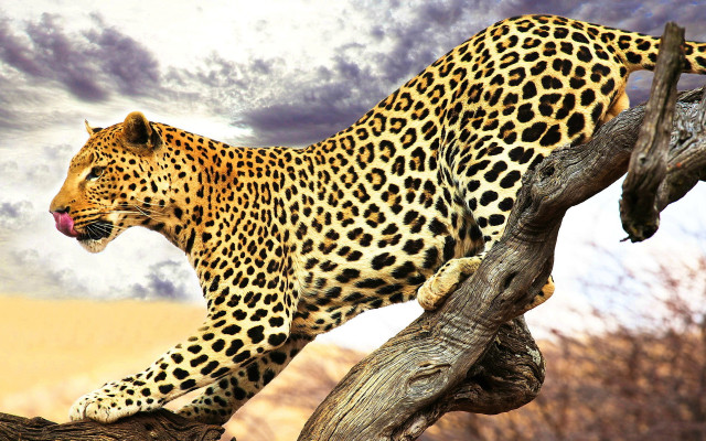 Leopard tree branch open mouth free wallpaper - medium preview image