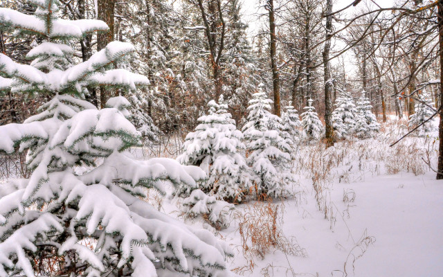 Snowy forest bushes branches mountain free wallpaper - medium preview image