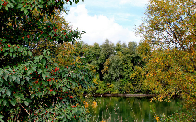 Autumn pond trees bushes clouds free wallpaper - medium preview image