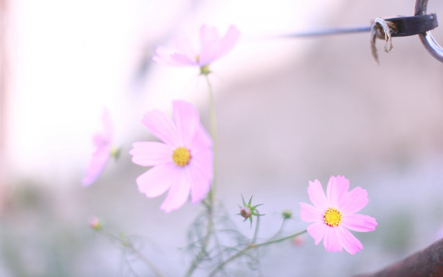 Pink flowers vase table fence free wallpaper - medium preview image