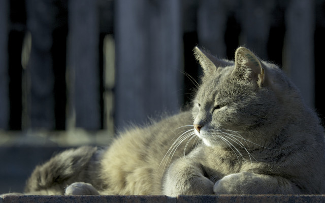 Cat laying wooden bench fence free wallpaper - medium preview image