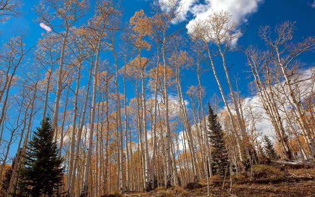 Forest trees clouds trail autumn free wallpaper - medium preview image