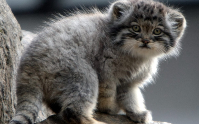 Small kitten rock tree sad free wallpaper - medium preview image