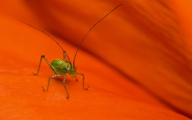 Green insect orange flower blurry free wallpaper - medium preview image