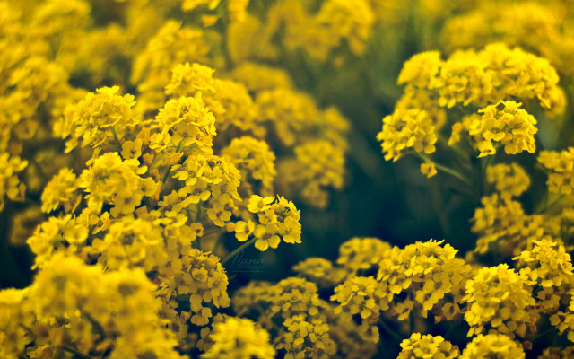 Yellow flowers grass blurry background free wallpaper - medium preview image
