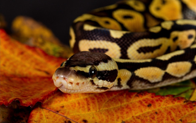Cobra leaf autumn blurry fire free wallpaper - medium preview image