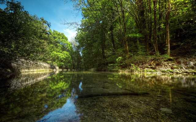 River trees rocks forest clear free wallpaper - medium preview image