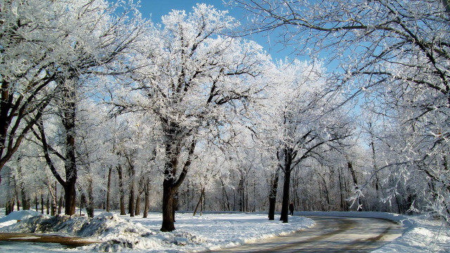 Snowy park road trees fence free wallpaper - medium preview image