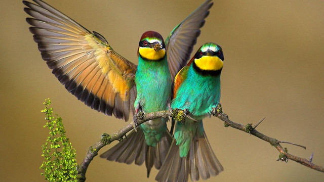 Colorful birds branch wings spread free wallpaper - medium preview image