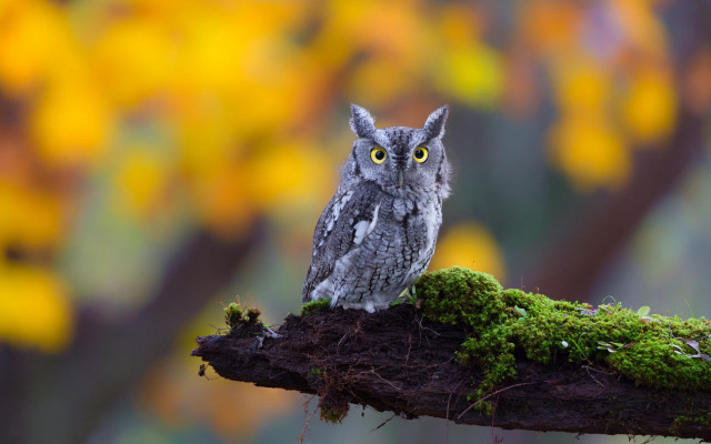 Small owl moss branch autumn free wallpaper - medium preview image