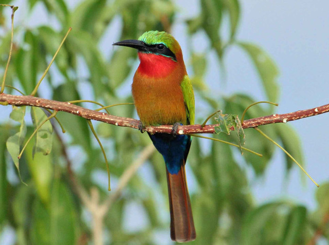 Colorful bird branch tree leaves #2 free wallpaper - medium preview image