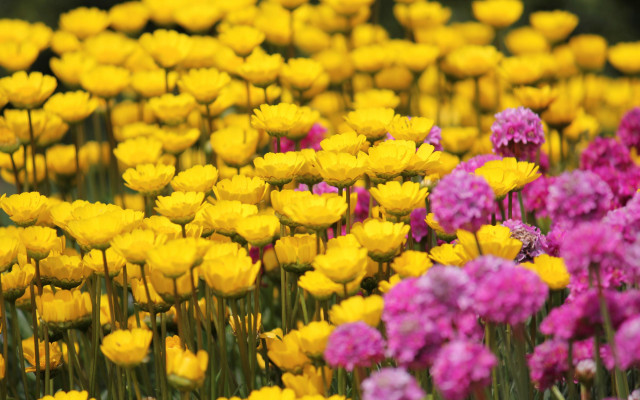 Flower field vivid colors pink free wallpaper - medium preview image