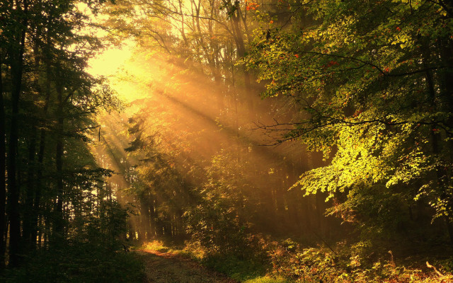 Woods path sunshine leaves autumn free wallpaper - medium preview image