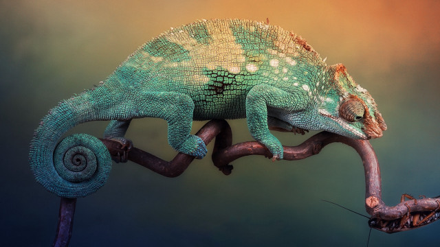 Chameleon branch long tail curved free wallpaper - medium preview image