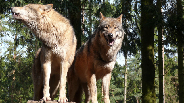 Two wolfs standing log forest free wallpaper - medium preview image