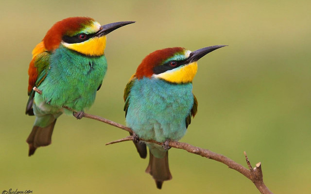 Colorful birds sitting branch beaks free wallpaper - medium preview image