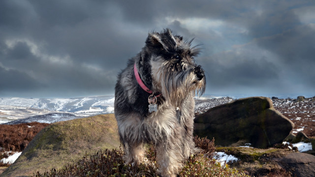 Shaggy dog mountain cloudy sky free wallpaper - medium preview image