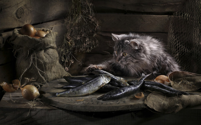 Cat fish mushrooms eggs still free wallpaper - medium preview image