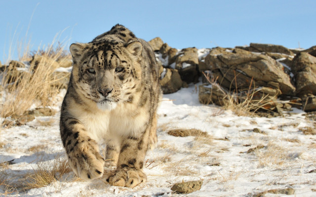 Snow leopard walking snow field free wallpaper - medium preview image