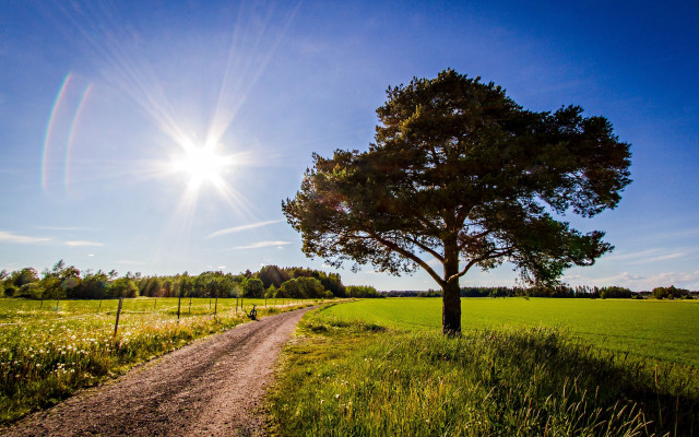 Dirt road tree field sunlight free wallpaper - medium preview image