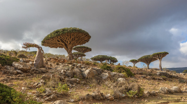 Trees rocky hillside cloudy sky free wallpaper - medium preview image