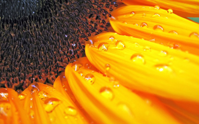 Sunflower water droplets blue background free wallpaper - medium preview image