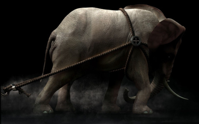 Elephant rope black background photorealism free wallpaper - medium preview image
