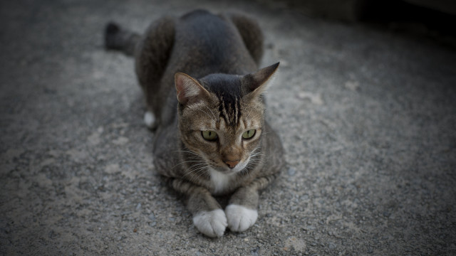 Sad cat green eyes jigsaw free wallpaper - medium preview image