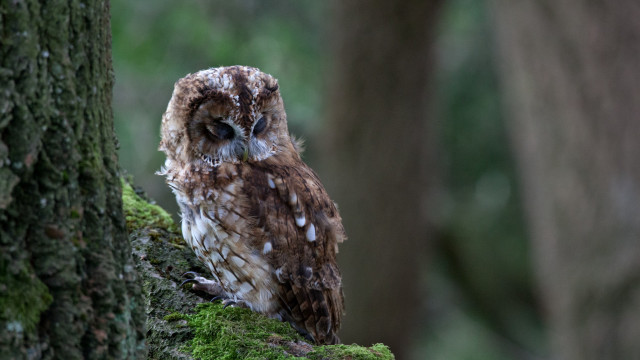 Small owl moss branch forest free wallpaper - medium preview image