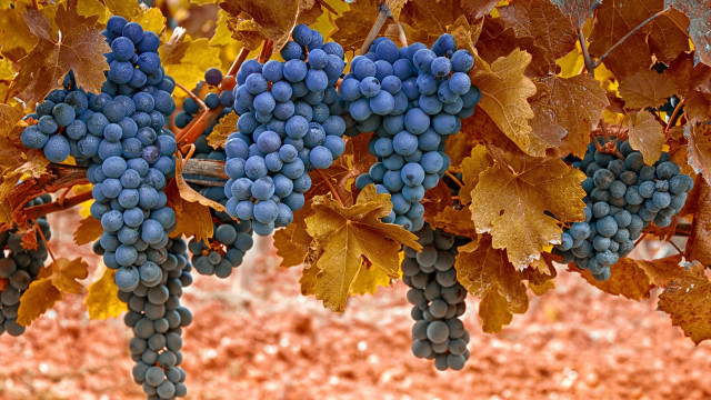 Grapes vineyard autumn leaves reddirt free wallpaper - medium preview image