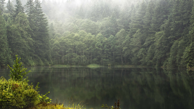 Lake forest fog trees nature free wallpaper - medium preview image