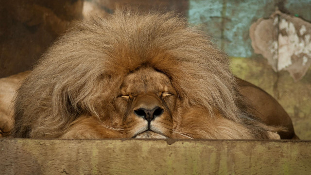 Lion resting ledge wall wildlife free wallpaper - medium preview image