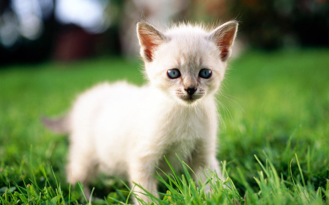 White kitten blue eyes curious #9 free wallpaper - medium preview image