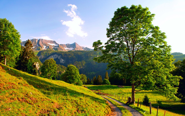 Grassy path mountain trees autumn free wallpaper - medium preview image