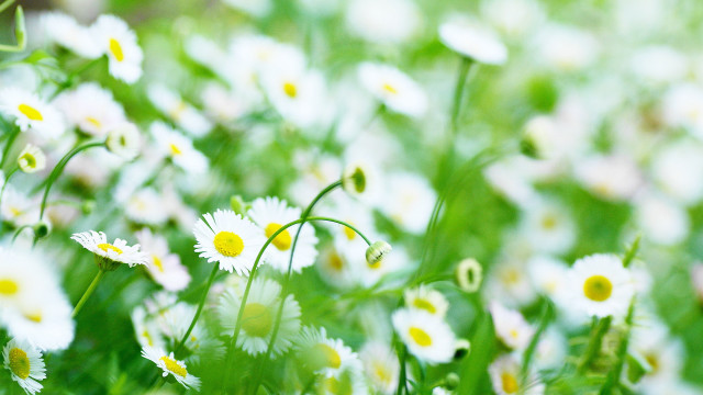 Flower field white yellow bloom free wallpaper - medium preview image