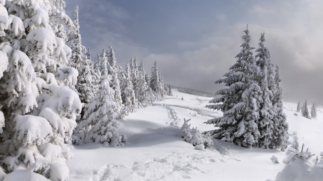 Snowy landscape trees trail blue #2 free wallpaper - medium preview image