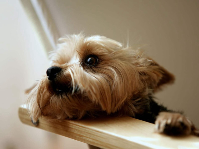 Small dog wooden table sad free wallpaper - medium preview image