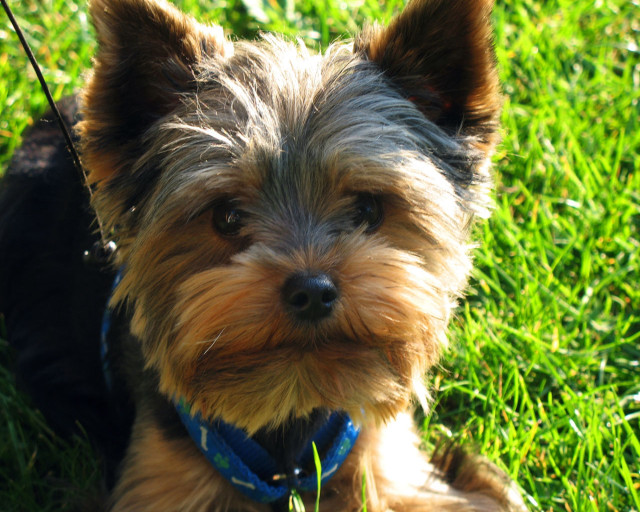 Small dog grass leash collar free wallpaper - medium preview image