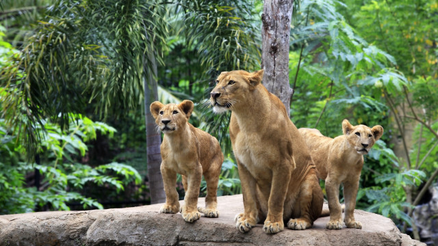 Three lions rock zoo bamboo free wallpaper - medium preview image
