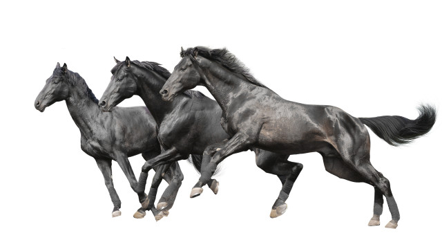 Three black horses air digital free wallpaper - medium preview image