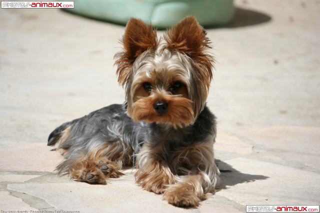 Small dog stone floor green free wallpaper - medium preview image