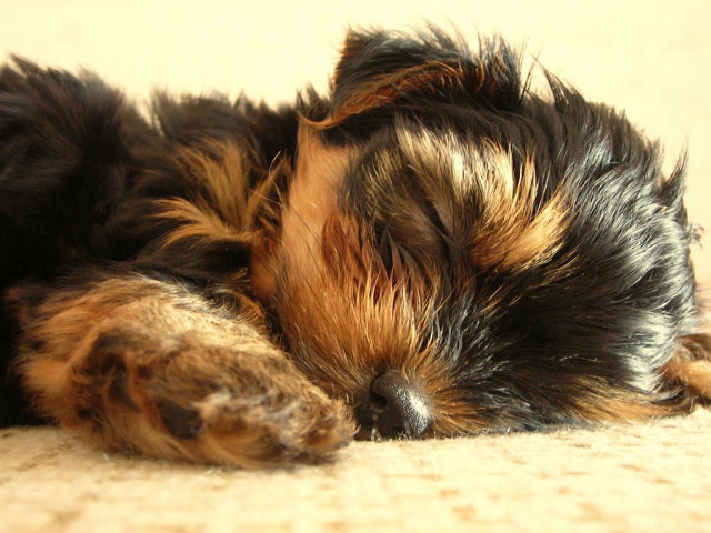 Small dog sleeping carpet head free wallpaper - medium preview image