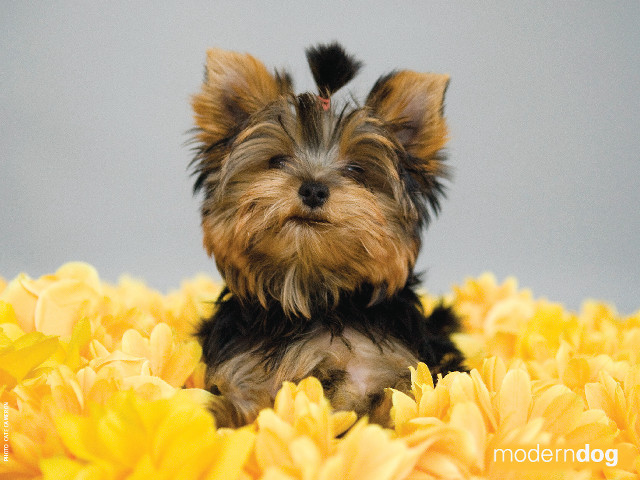 Small dog yellow flowers gray #3 free wallpaper - medium preview image