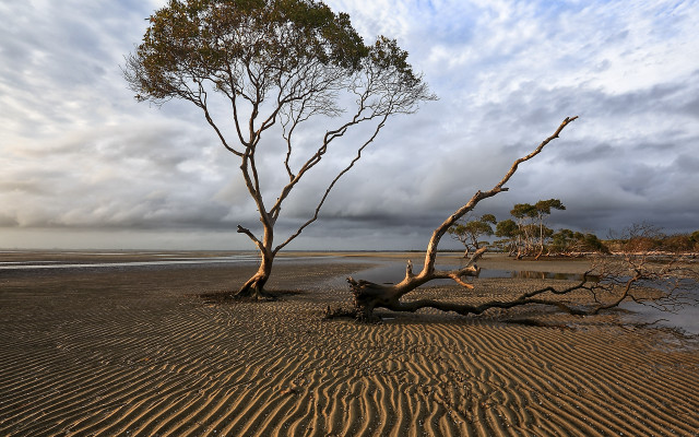 Fallen tree sand water clouds free wallpaper for desktop - medium preview image